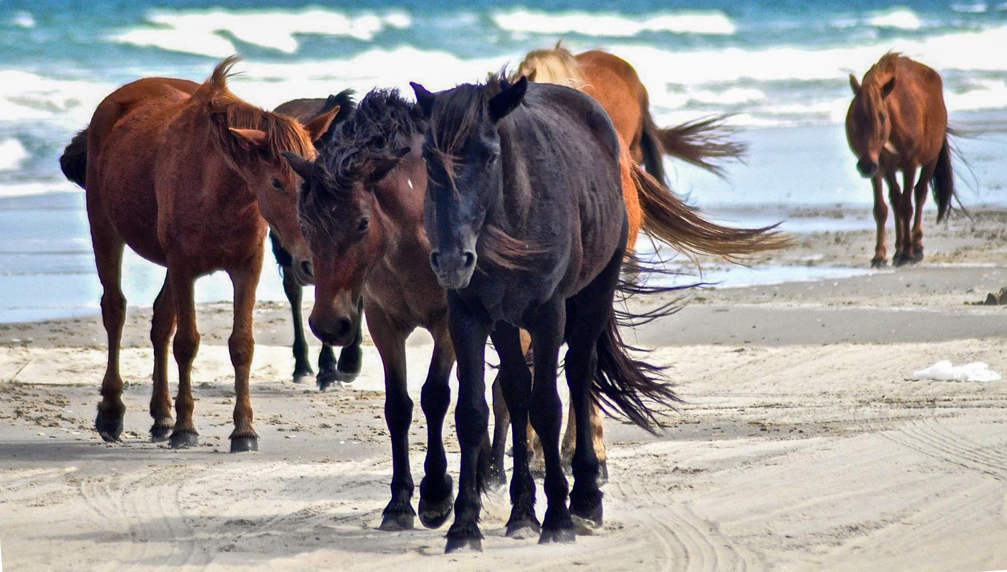 Outer Banks, North Carolina Wild Horses